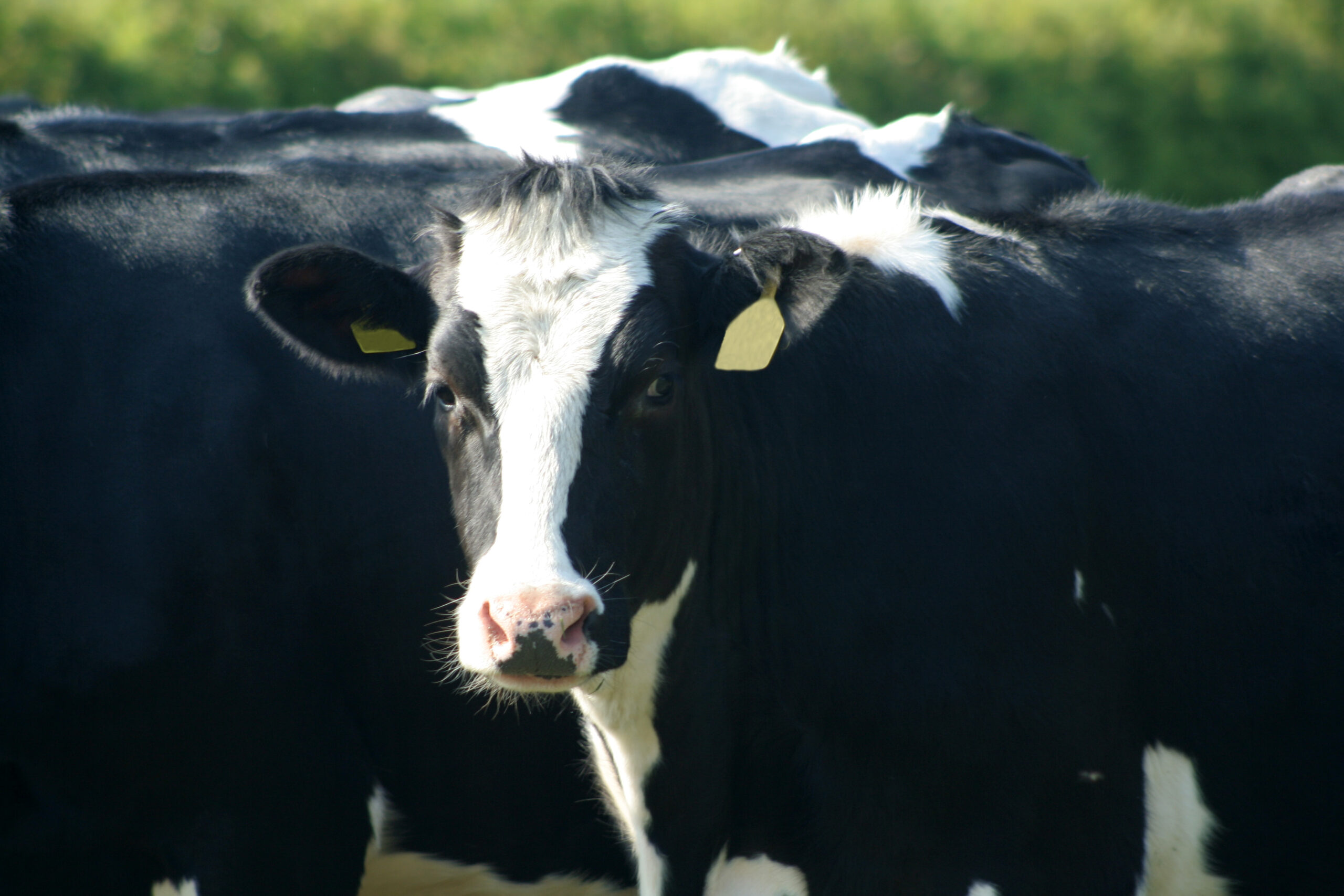 Happy Cow